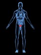 anatomie mit markierter blase