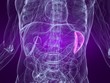 anatomie mit markierter milz