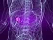 anatomie mit markierter gallblase