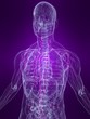 anatomie mit markiertem lymphsystem