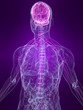 anatomie mit markiertem nervensystem