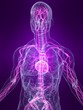 anatomie mit markiertem vasculären system