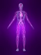anatomie mit markiertem vasculären system