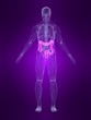 anatomie mit markiertem darm