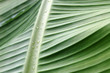 Foto: green leaf green leaf