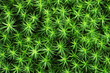 Foto: bright green moss bright green moss
