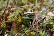 green frog on grass