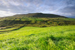 The green hill