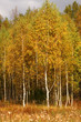 Autumn trees. Birches with orange leaves. Meadow