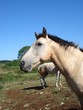 Cheval isabelle