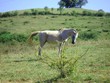 Cheval solitaire