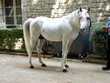 Etalon pur-sang arabe