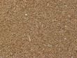 corn seed