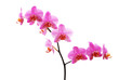 branch of tiger's violet orchids isolated on white