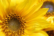 Sonnenblumen