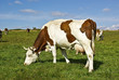 Vache