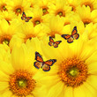 Yellow sunflower flowers Atop One Another Yellow sunflower flowers Atop One Another