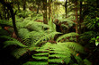 Ancient rainforest