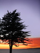 Trees on a beach at a sunset