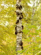 Birch trunk. Autumn, yellow leaves