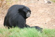 singe