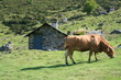 Vache - hauteurs de la vallée de Lesponne (Hautes-Pyrénées)