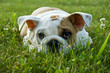 Puppy dog clos up on grass