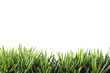 Herbe texture