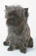 le cairn terrier en studio