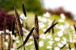 Cattails with wild flowers in the background Cattails with wild flowers in the background