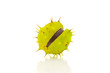 Open chestnut the isolated on a white background