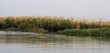 Flußufer des Okavango, Botswana