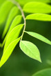 branch with green leaves