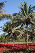 sous les cocotiers sous les cocotiers