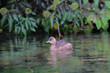 Duckling at Ohrid lake springs, Macedonia Duckling at Ohrid lake springs, Macedonia