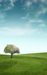 Foto: lonely tree lonely tree