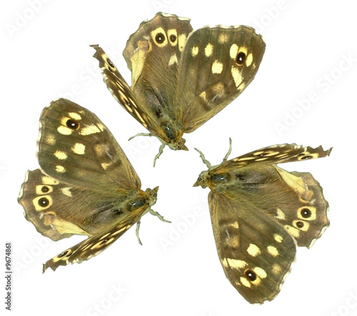 Photo: Butterfly Butterfly