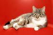 very nice kitty on red background and idler