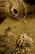 Vogel und eingebettet