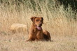 Rhodesian ridgeback couché à la campagne