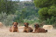 Rhodesian ridgeback trio couché à la campagne