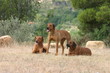 Rhodesian ridgeback trio à la campagne