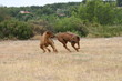 Rhodesian ridgeback jouant à deux à la campagne