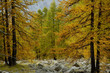 automne en montagne 21