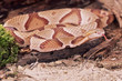 Northern Copperhead snake testing the air with tongue Northern Copperhead snake testing the air with tongue