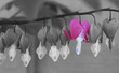 Weeping Hearts