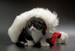 Cat in Christmas cap