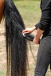 toilettage d'un cheval