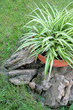 Flower in a pot on stones