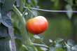 Tomate